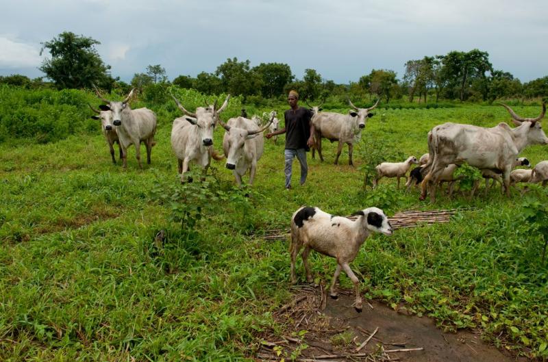 Open grazing no longer sustainable in Benue, Miyetti Allah admits